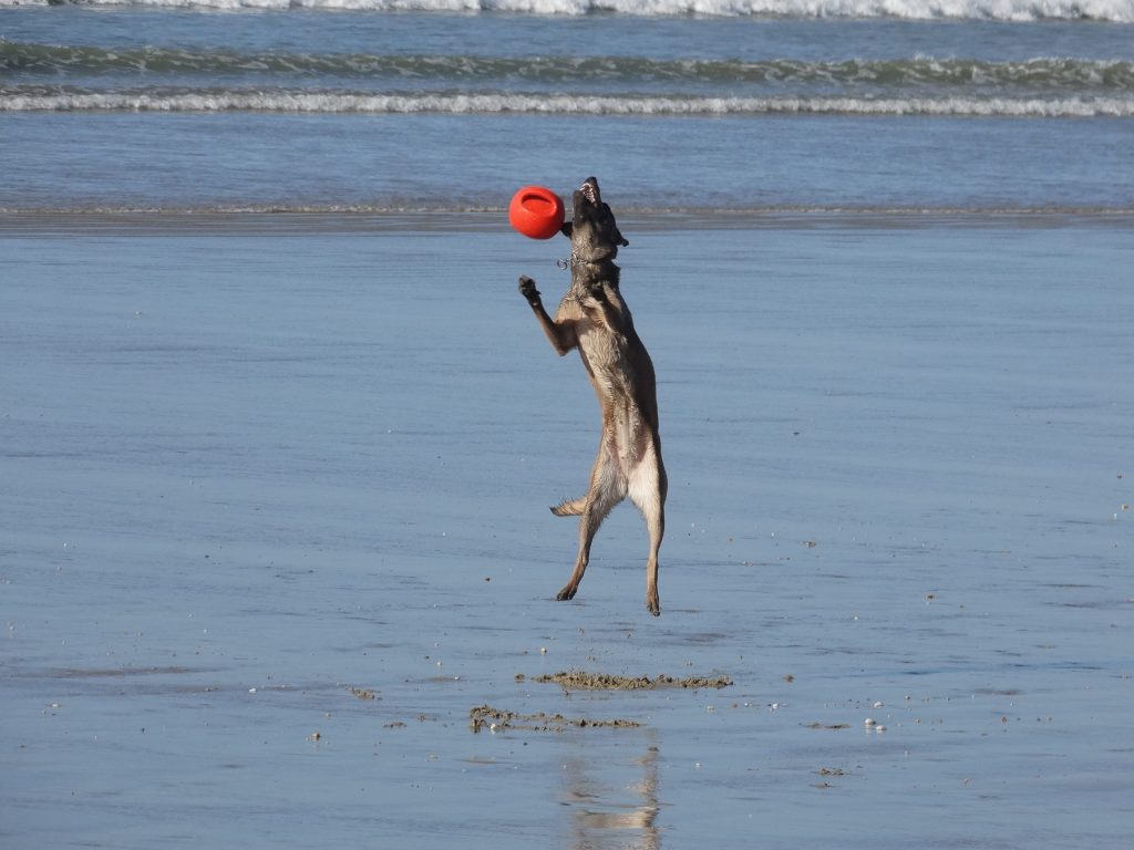 PHOTOGRAPHE BRETAGNE MORBIHAN FINISTERE MALINOIS