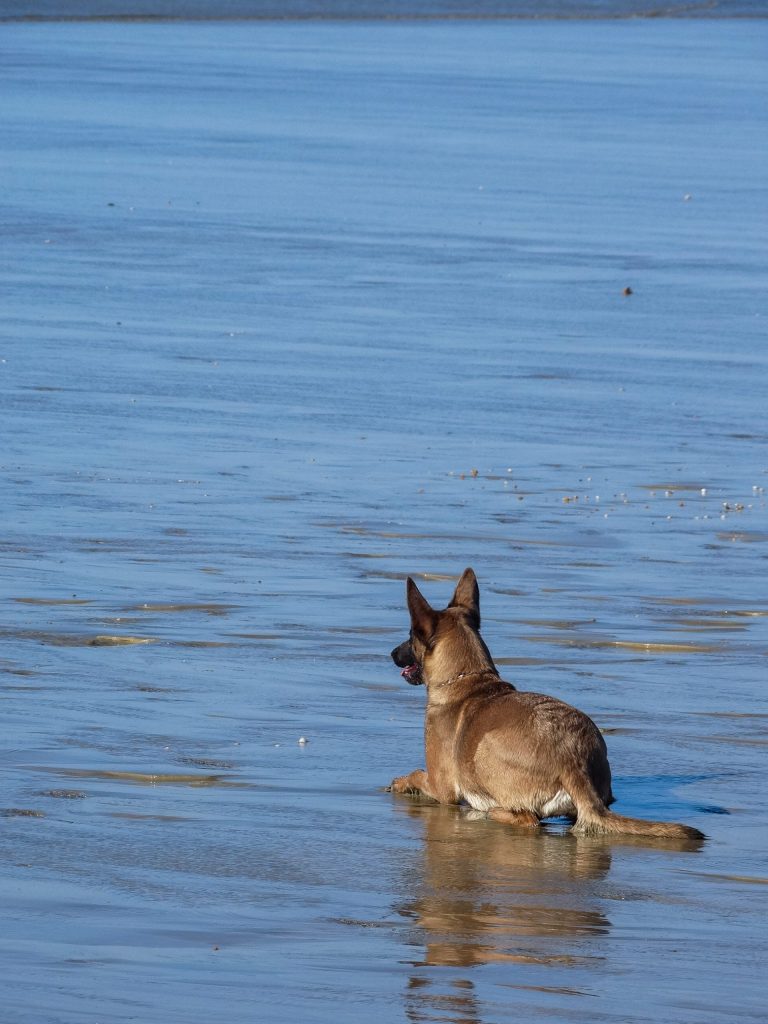 photo bretagne morbihan chien photographe