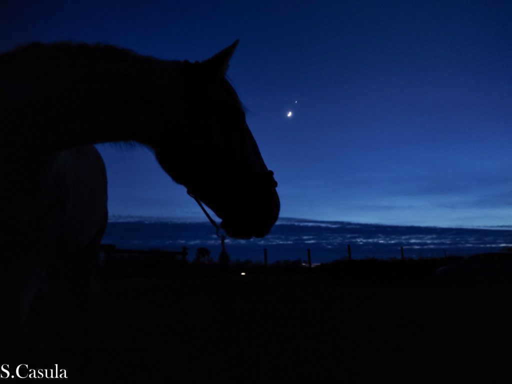 photographe bretagne cheval finistère morbihan