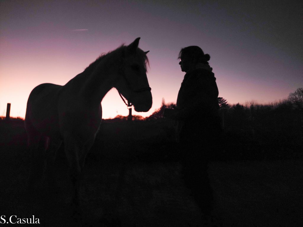 photographe bretagne cheval finistère morbihan