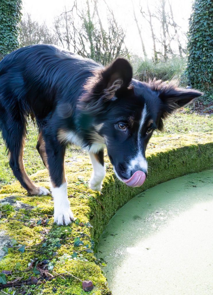 photographe animalier canin chien moelan sur mer bretgane morbihan finistère lorient quimperlé