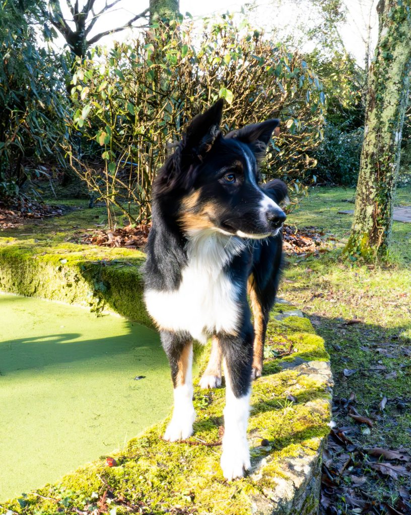 photographe animalier canin chien moelan sur mer bretgane morbihan finistère lorient quimperlé