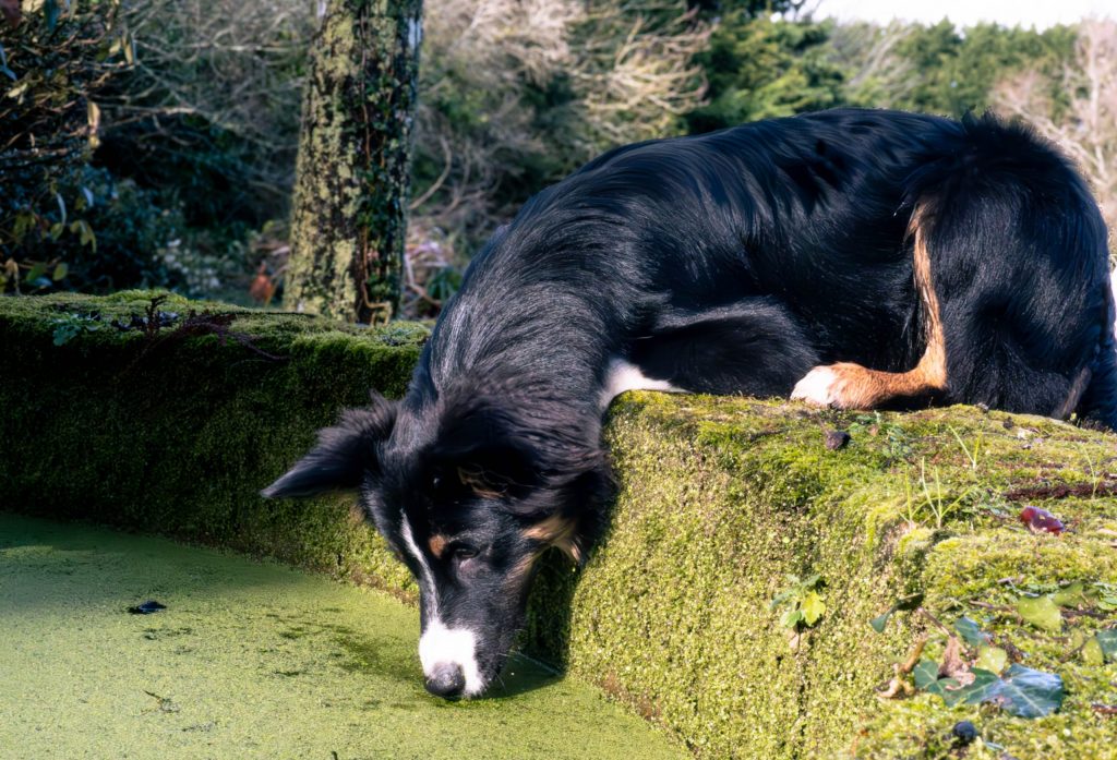 photographe animalier canin chien moelan sur mer bretgane morbihan finistère lorient quimperlé