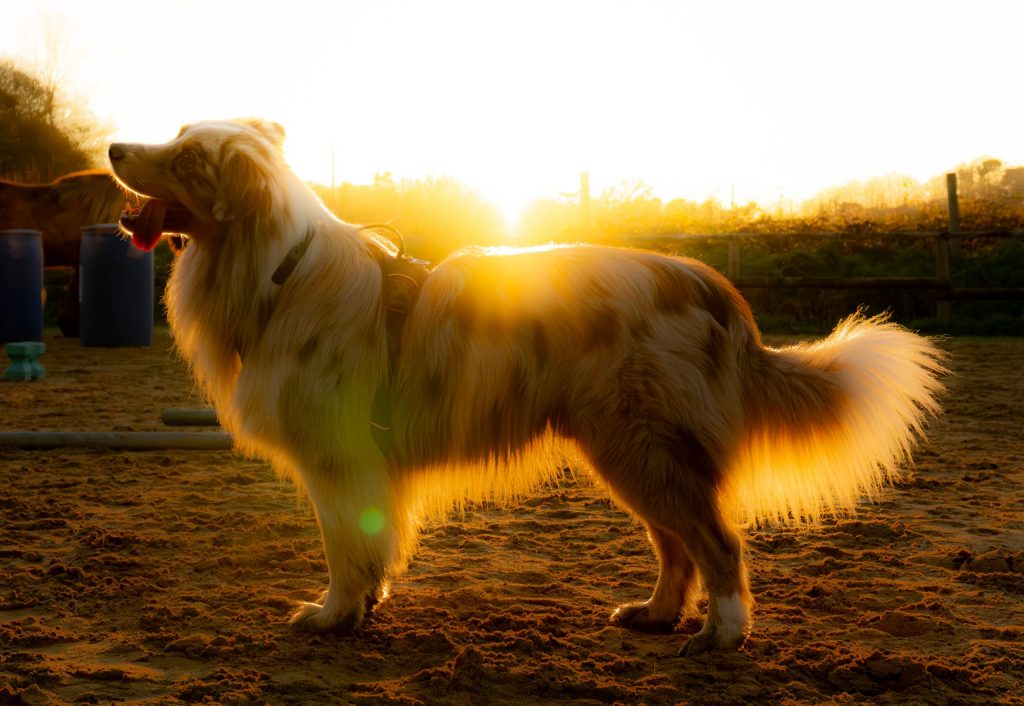 photographe canin bretagne sud