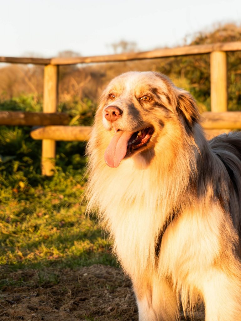 photographe canin bretagne sud